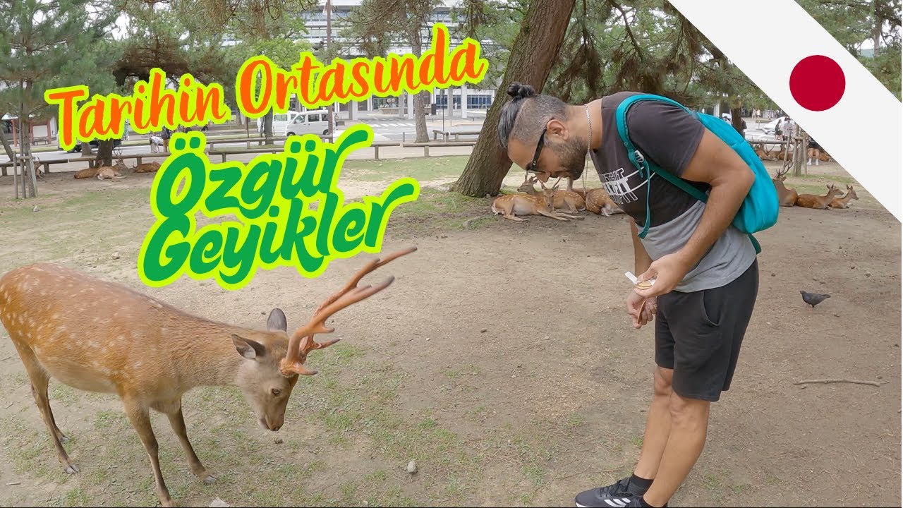 GEYİKLERLE TAPINAK DENEYİMİ | Doğayla İnancın Buluştuğu Yer | Japonya Nara Todaiji Vlog 🇯🇵 #135