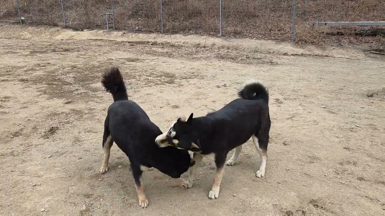 엄마 깜순이랑 사이가 좋은 딸 보미(황토네)^^Korean Jindo Dog. 