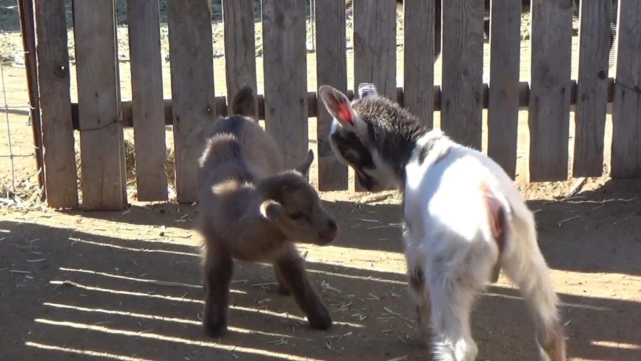 BABY GOATS MAKE ME HAPPY!