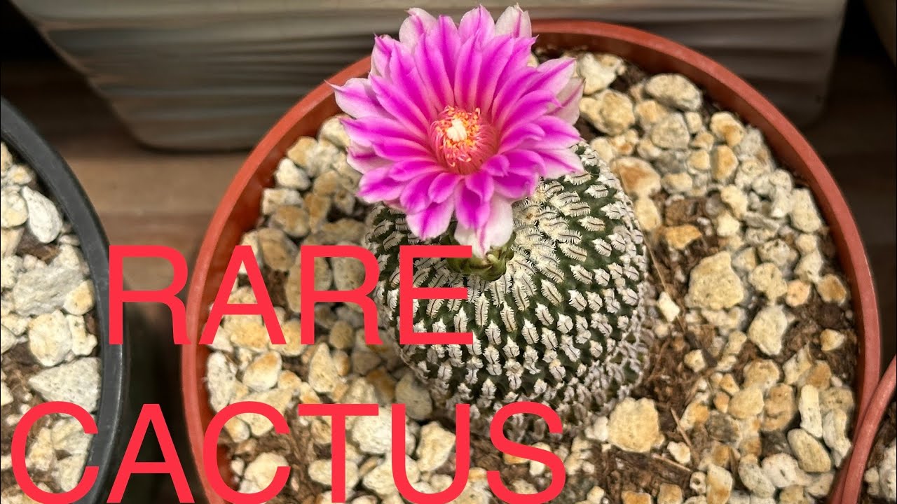EXOTIC CACTUS COLLECTION | FARM PRICES | XUONG RONG | GIVEN GIFT ON JULY 4, 23