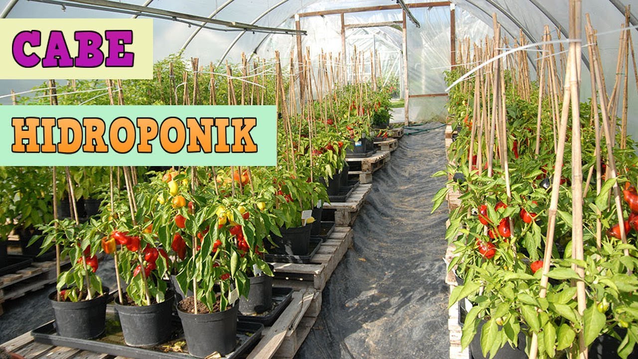 Cara Menanam Cabe Rawit Dalam Pot Polybag Secara Hidroponik GreenHouse