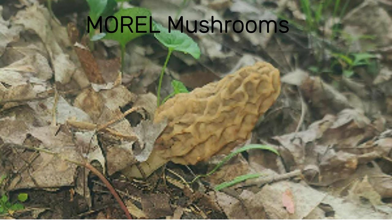 West Virginia Appalachian MOREL MUSHROOMS!