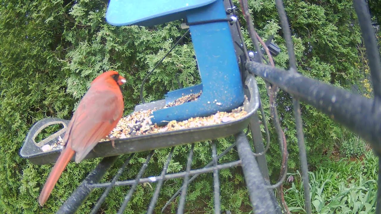 A #cardinal, #blue jay brother and other #birds have breakfast #bird #cardinals