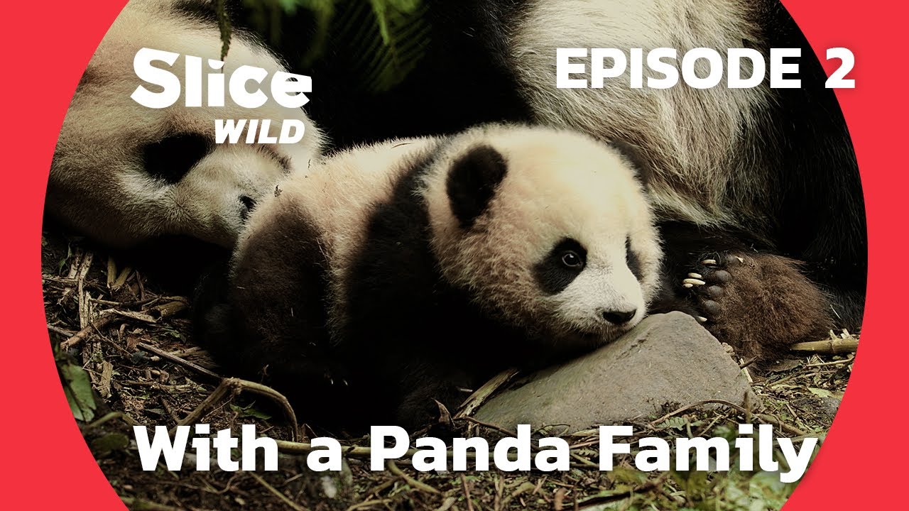 A Year with a Panda Family in China - Learning to Survive | SLICE WILD | FULL DOC - EP2