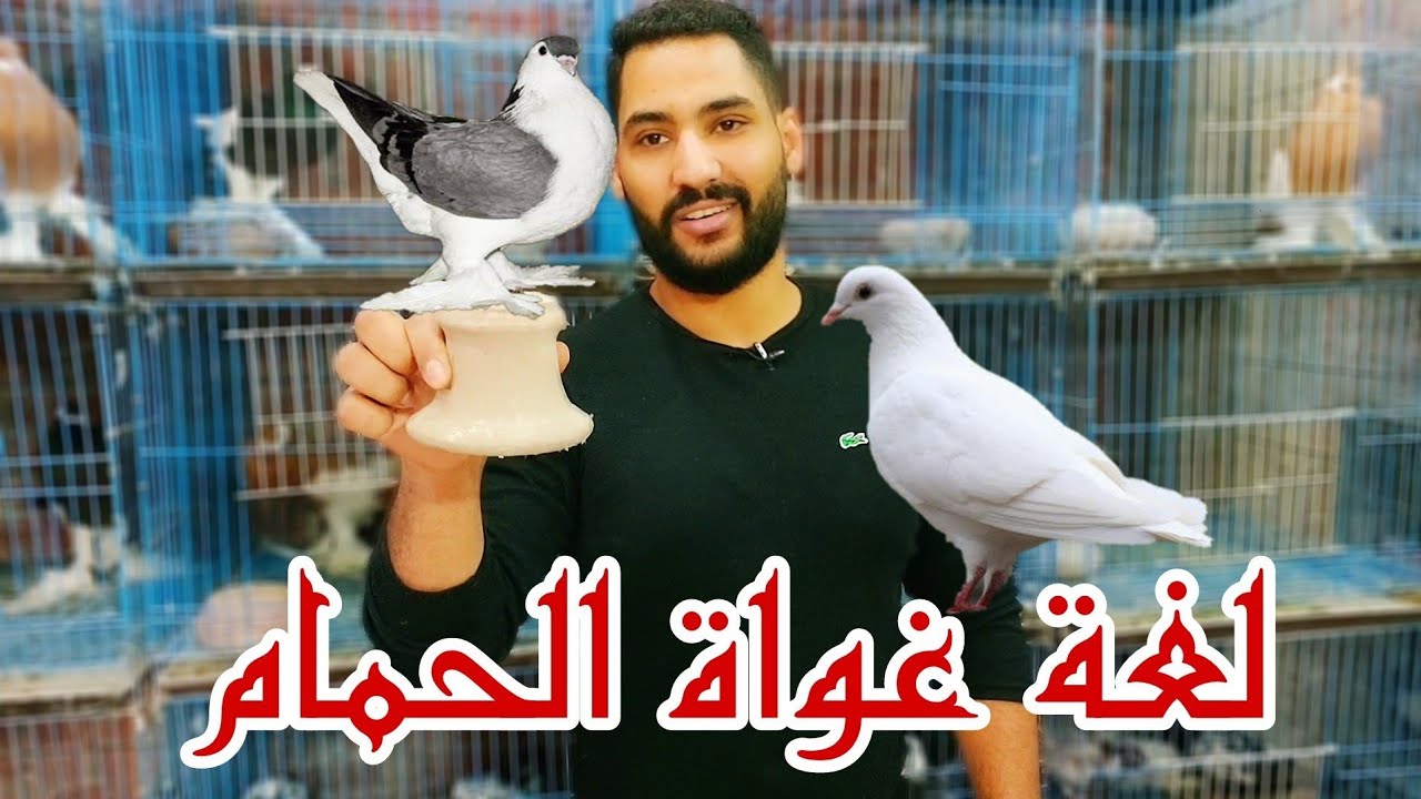 مصطلحات غواة الحمام | كورس كلمات الغيه