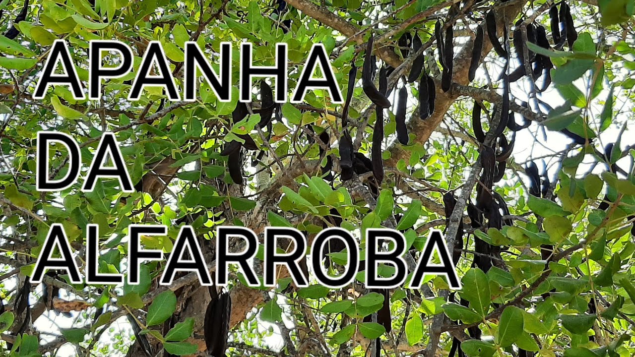 APANHA DA ALFARROBA
