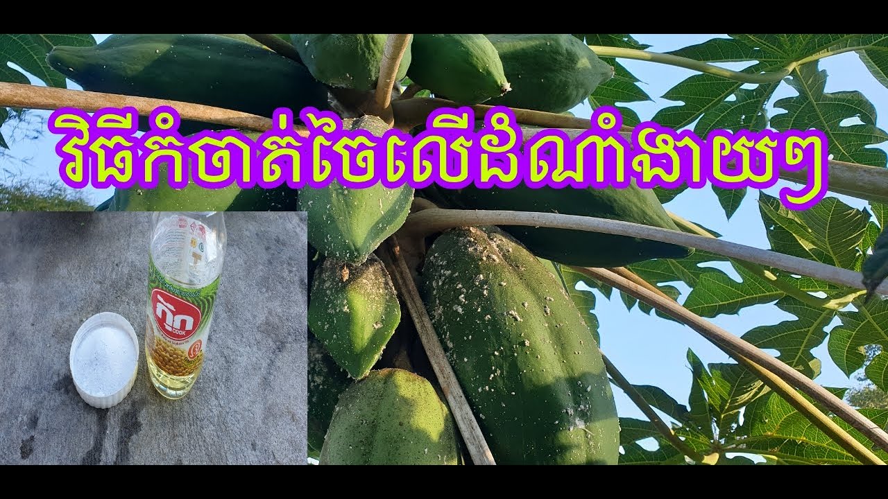 វិធីកំចាត់ចៃលើដំណាំងាយៗ How to disperse louse on crop easy.