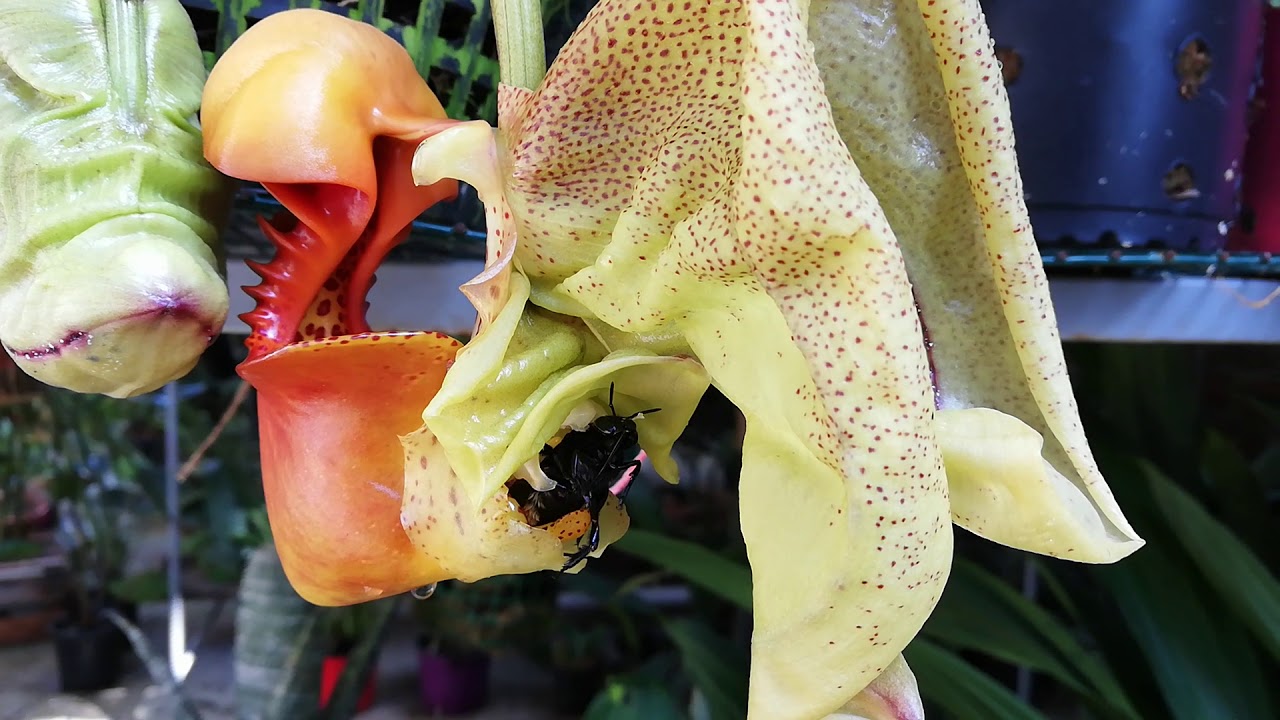 Coryanthes macrantha