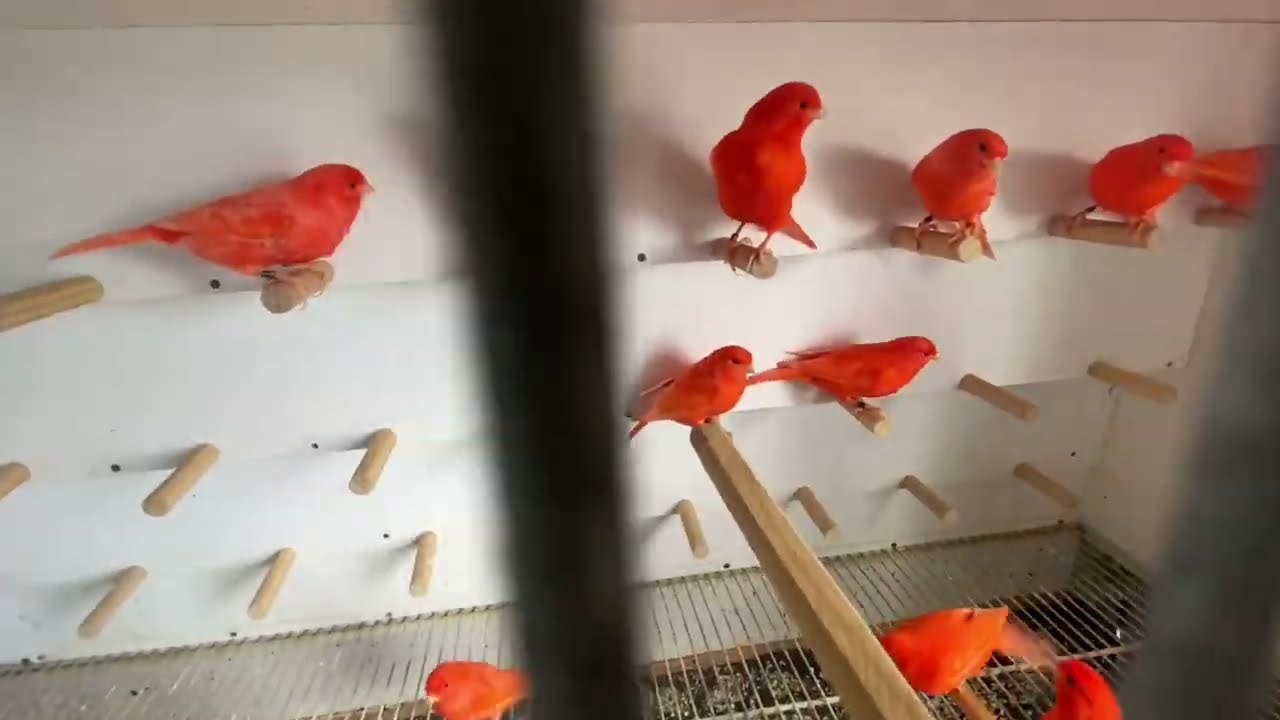 Paixão Pelos canários 45