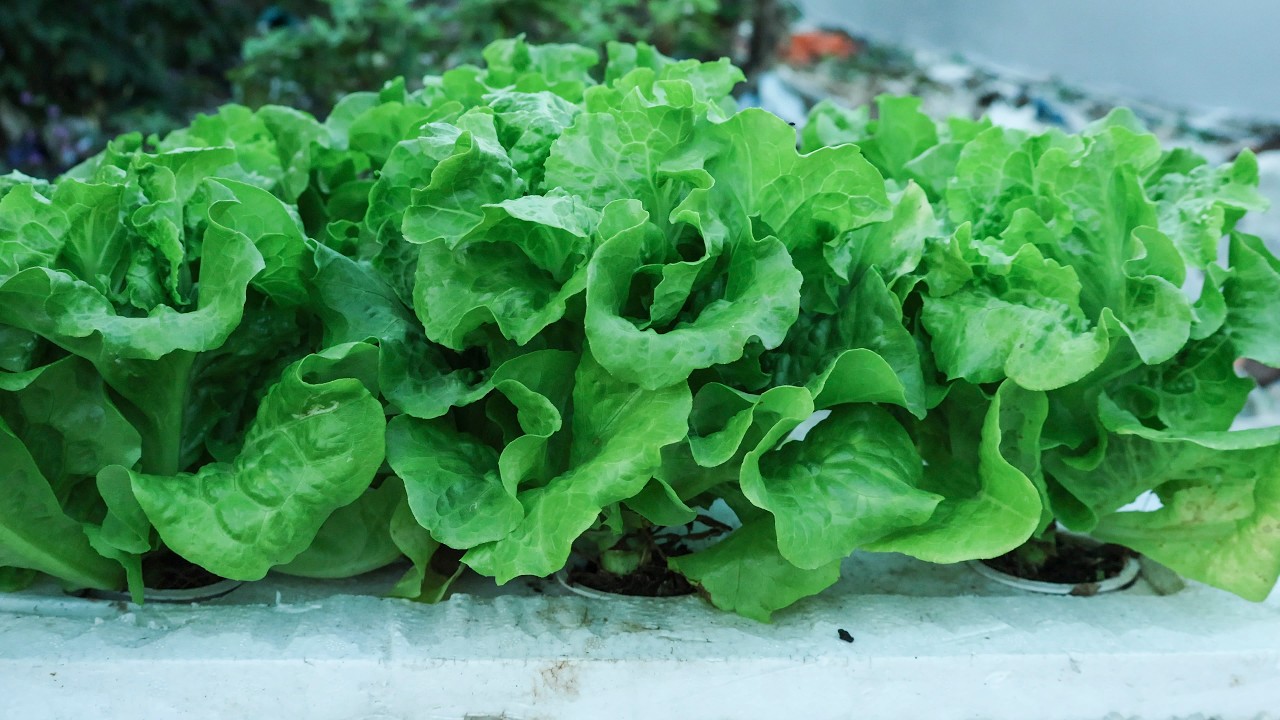 No Soil, No Daily Watering – Growing Lettuce Made Easy