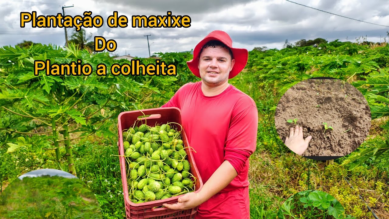 Plantação de Maxixe: do Plantio à Colheita