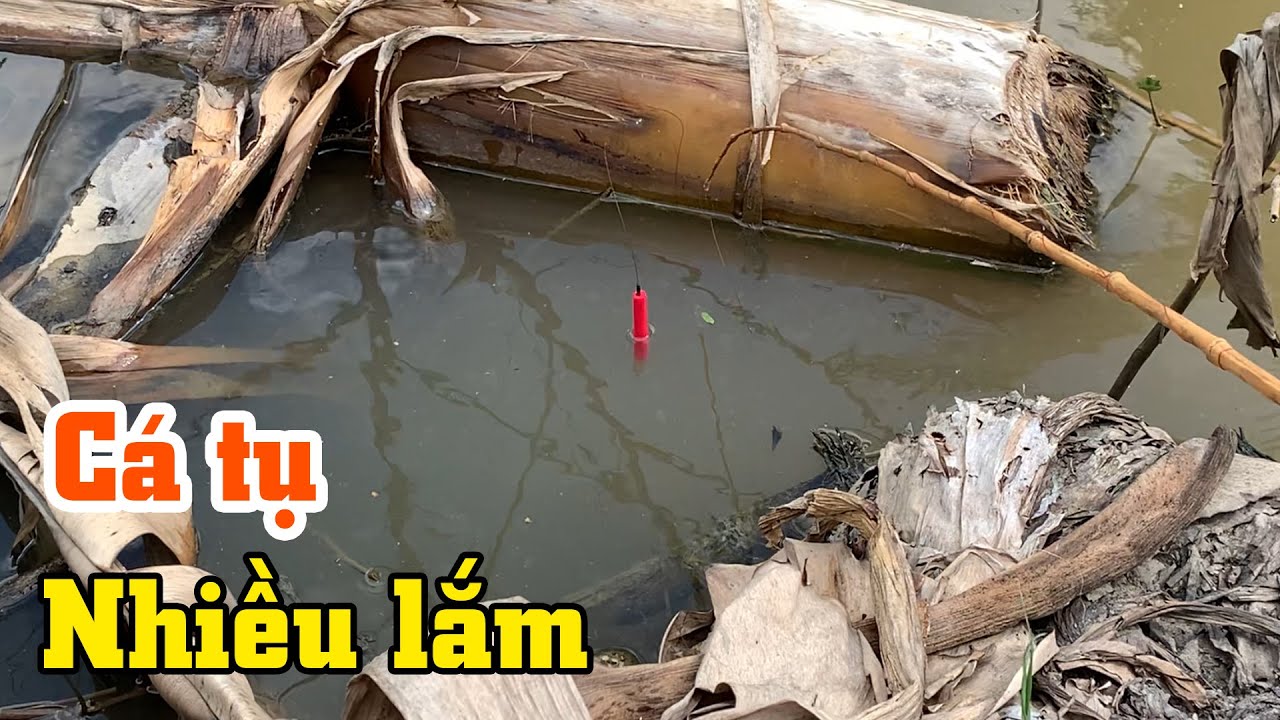 Cá rô to rút hết xuống kênh ục như cơm sôi | THÚ VUI MIỀN TÂY. 69