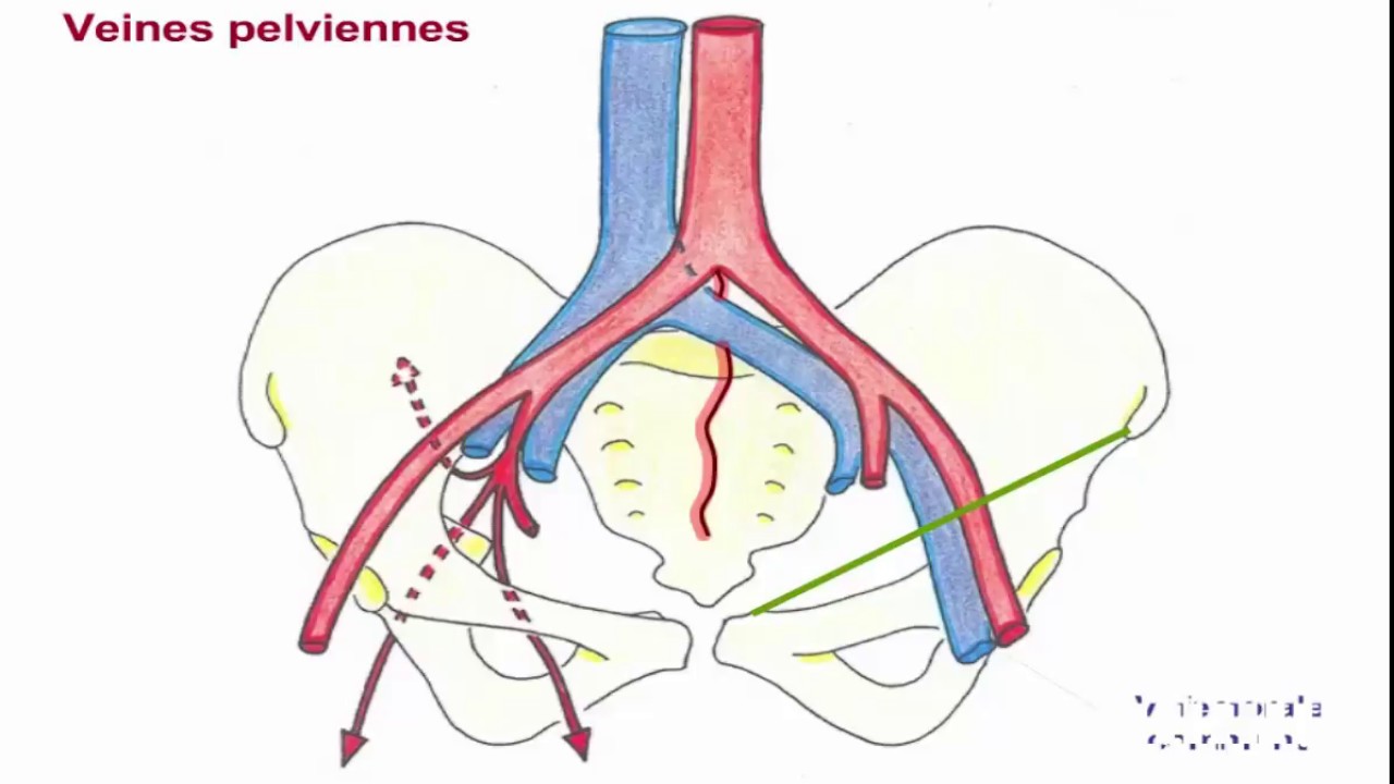 Vascularisation du membre inférieur