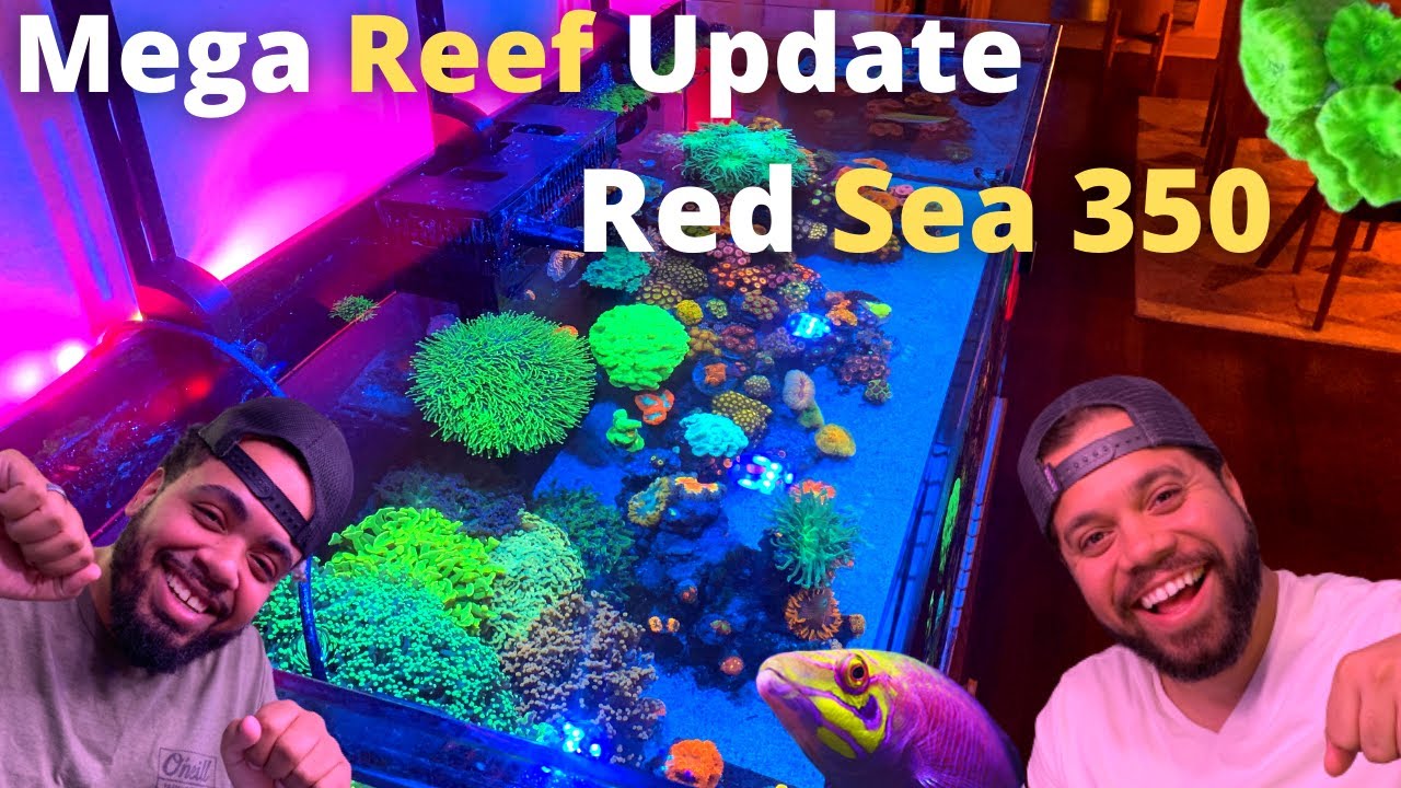 Mega Reef Update Red Sea 350