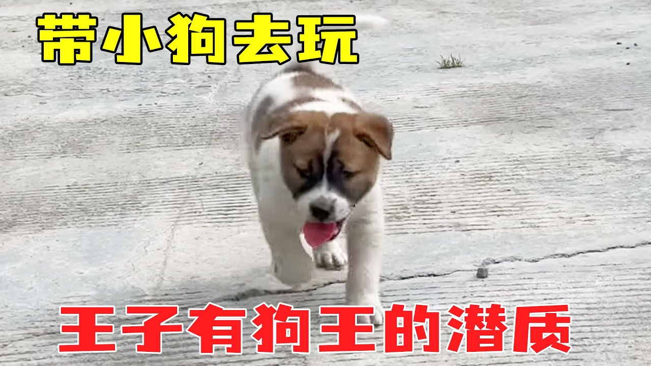 带四只小狗出去玩，小六带头跑的最欢，王子有狗王的潜质！【乡野志刚】#生活 #劳动 #乡野志刚 #归隐