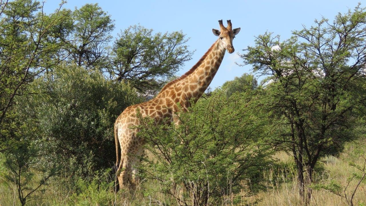 Flintbeck - Agritourism Rustenburg North West Province