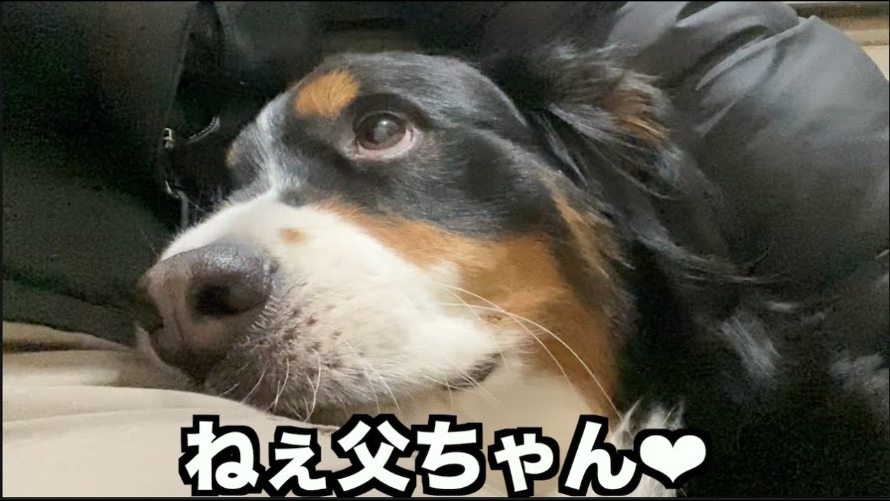 おしゃべりアデちゃん❤︎