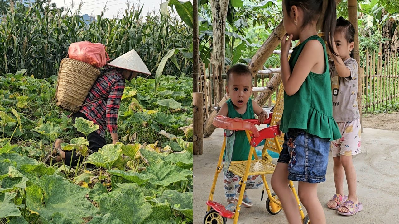 Hon Harvesting Yellow Pumpkins Going to the Market, Soil Improvement and Growing Fruit Trees