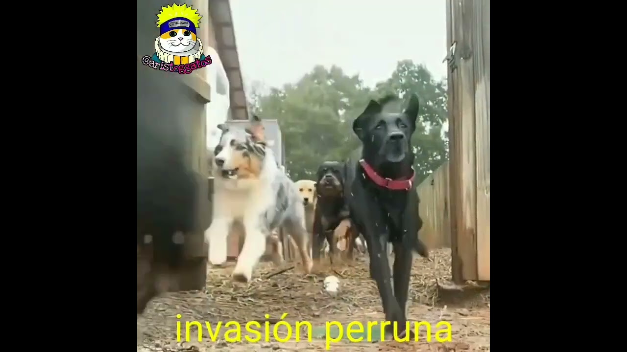 Top 13 animales más épicos de la historia