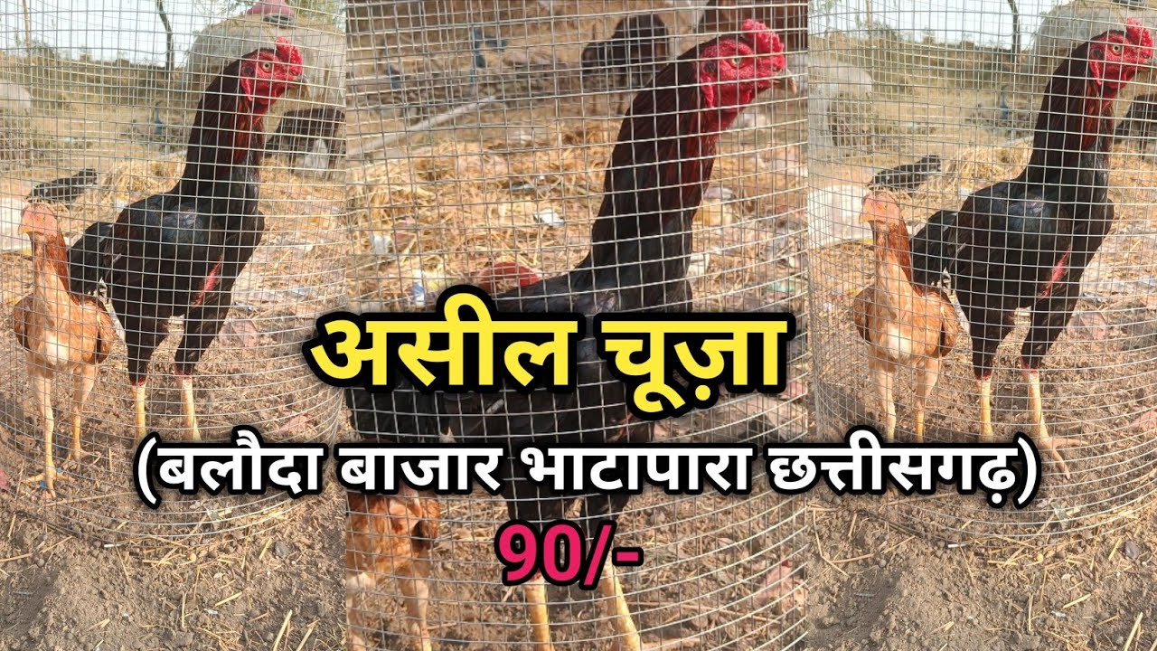 aseel murga Chhattisgarh|असील मुर्गा छत्तीसगढ़