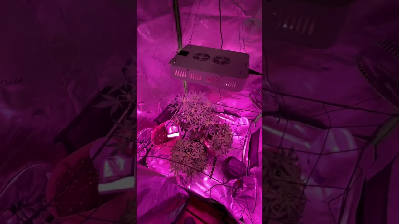 First ever auto grow, how does it look? #autoflower #cannabis education #firstgrow #applefritter