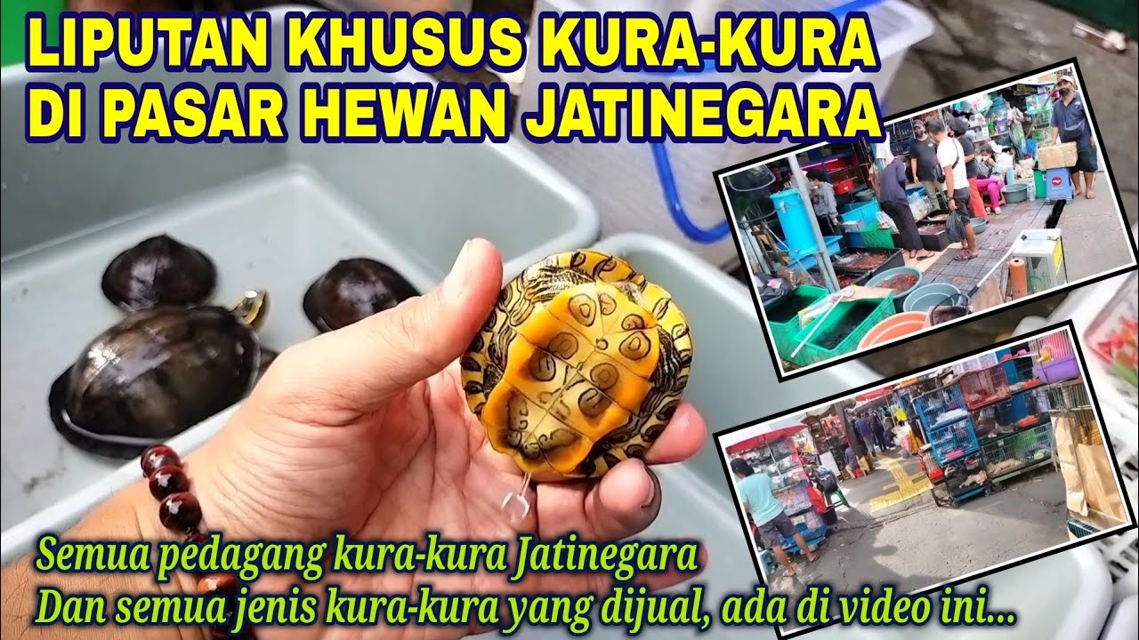 Review Harga Pasaran Kura-kura di Pasar Hewan Jatinegara