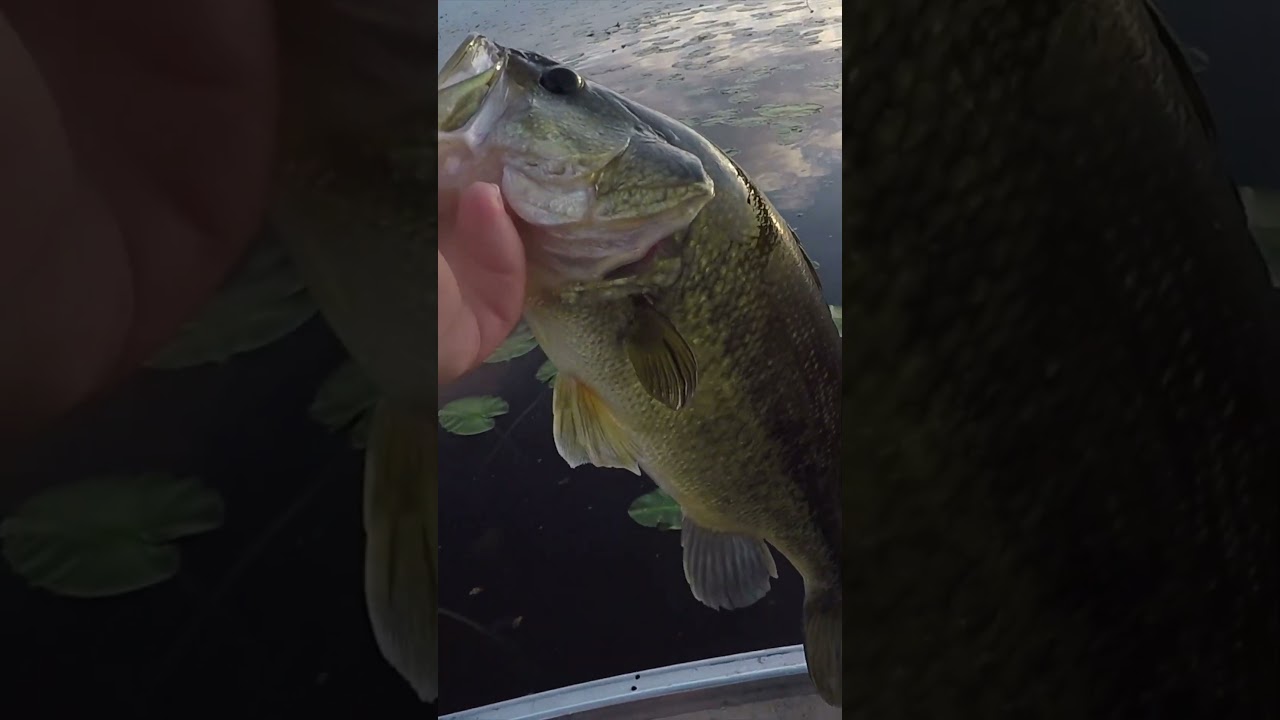 Catching all the BASS!!!