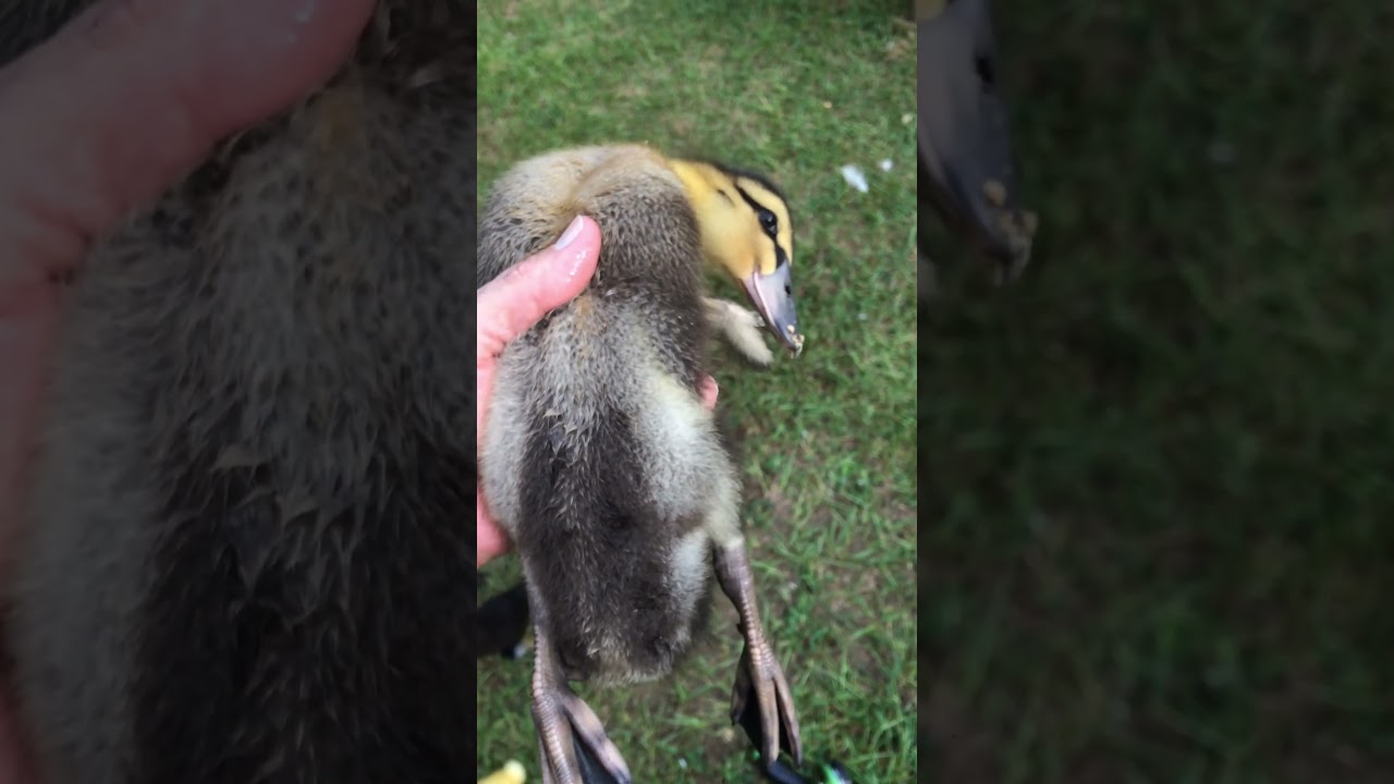 Rouen duckling is huge! #offgrid #ducks #georgia #eggs #farm #homestead #birds