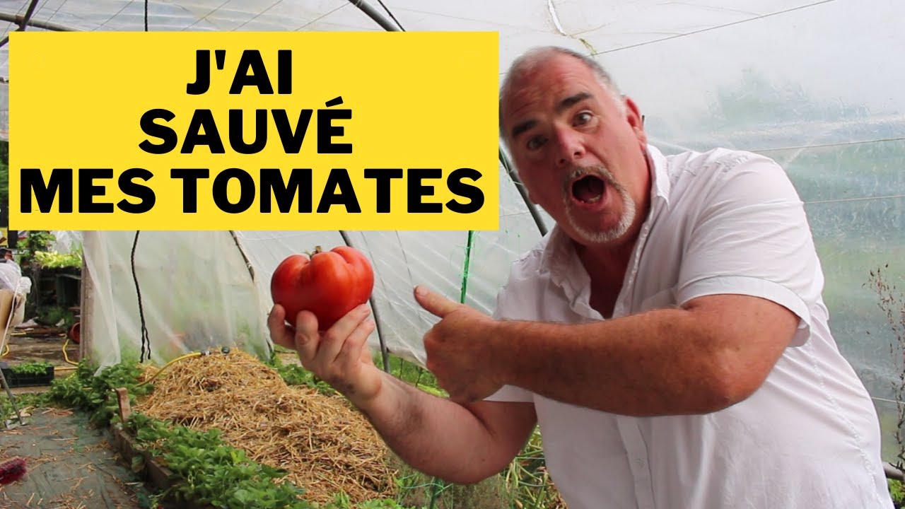 Comment j'ai sauvé mes tomates? et vous!
