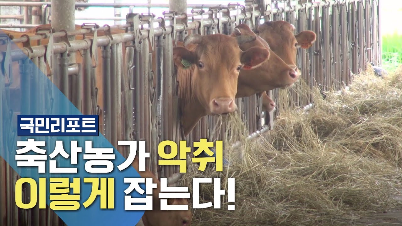 가축분뇨 처리, '이렇게'하면 끝! 환경문제 해소까지🐮 [국민리포트]
