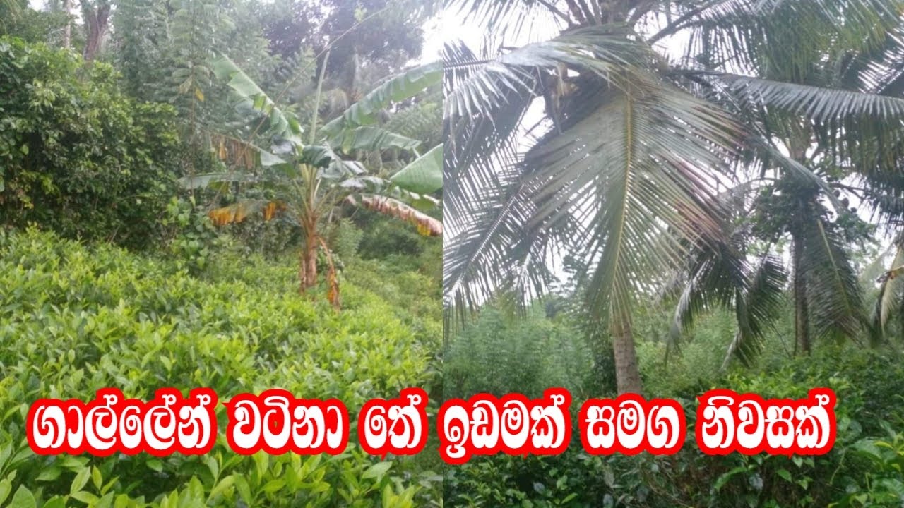 Tea Land For Sale In Galle | ගාල්ලෙන් වටිනා තේ ඉඩමක් ඉක්මණින් විකිණීමට | property for sale  srilanka