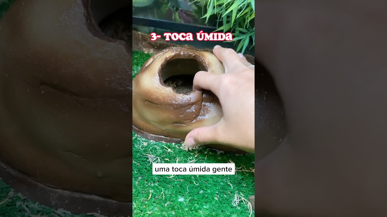 Como deve ser um recinto de GECKO LEOPARDO #repteis #gecko #dicas #petnaoconvencional #biologia