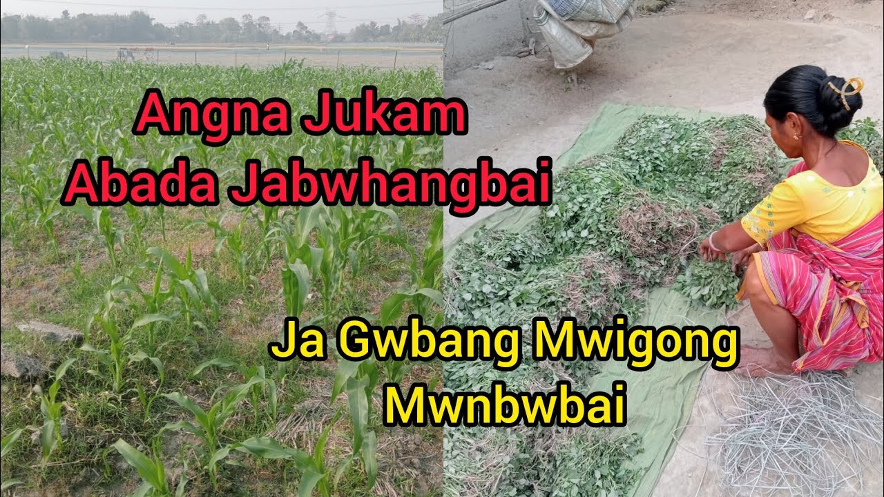 Ja Gwbang Mwigong Mwnbwbai ll Jukam afad Ep. 77