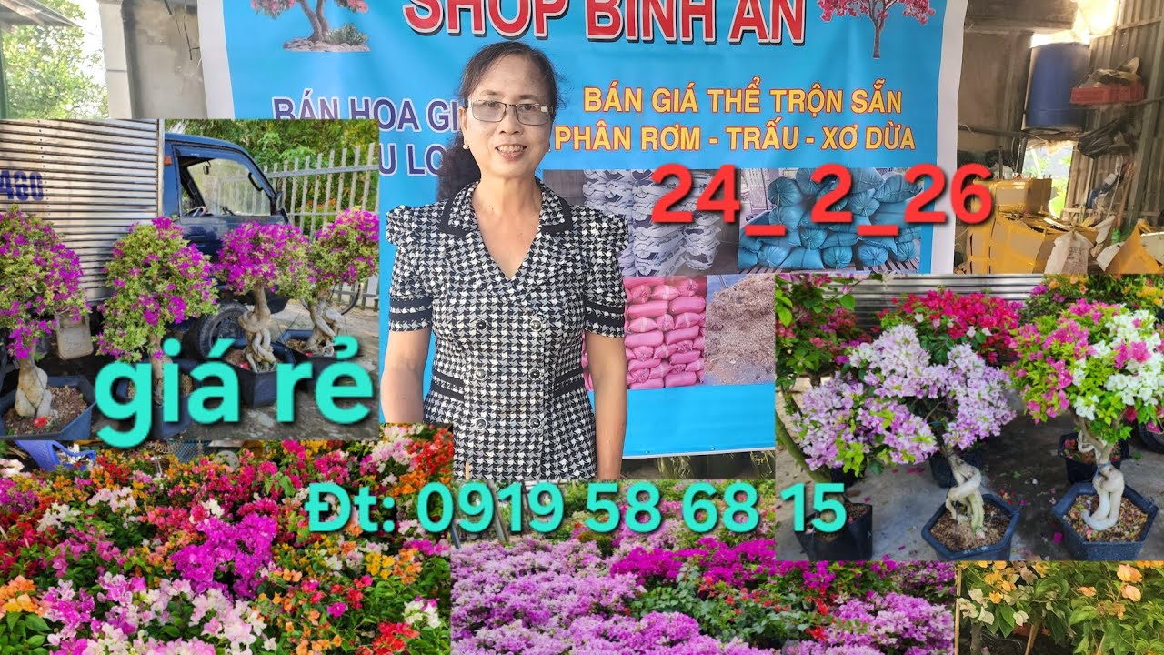 Ngày 24_2_2026 Nhà vườn Bình An giao lưu hoa giấy nhiều loại giá rẻ 