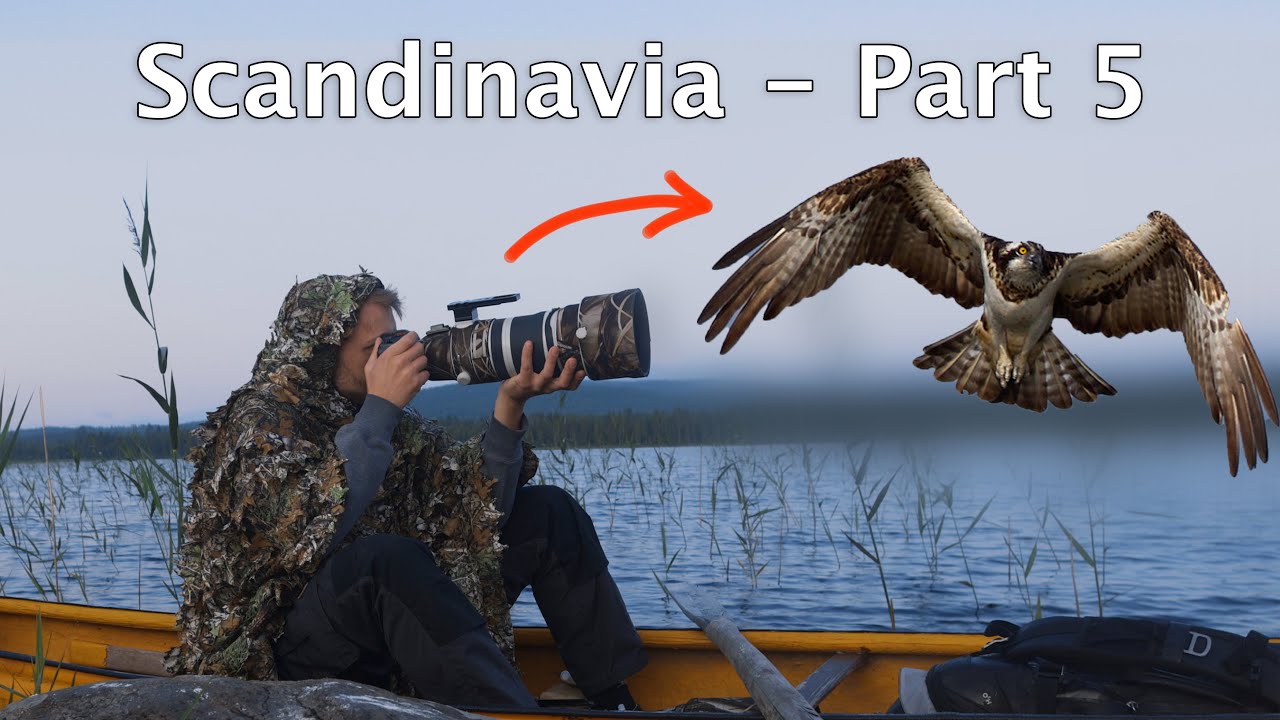 Фотографирование птиц с каноэ — В поисках скопы
