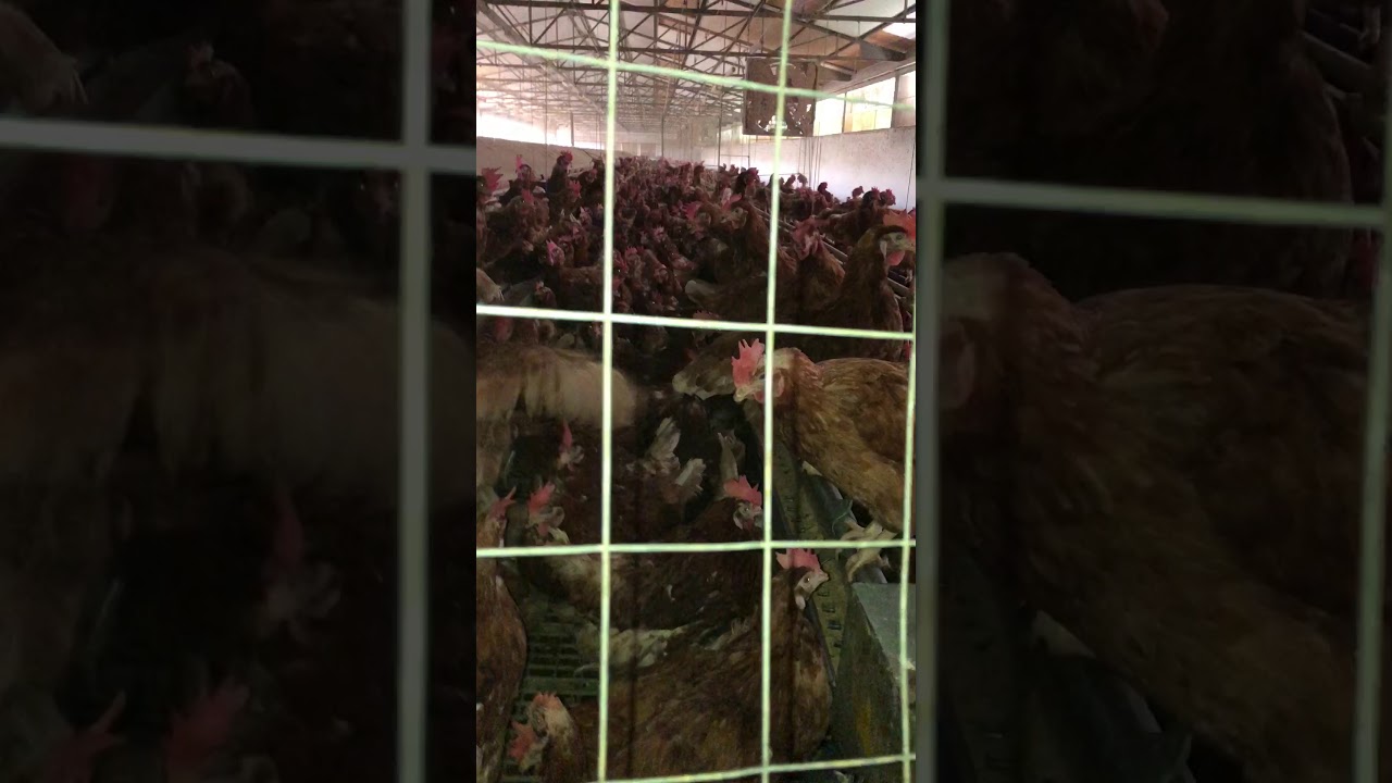 Allevamento di galline a terra per produzione di uova