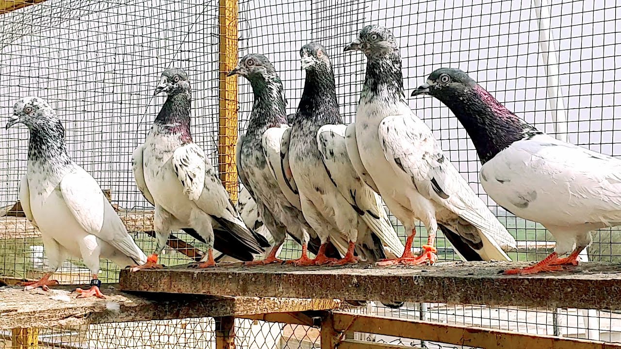 10 ka kabutar our 50 rupy ka kutaa whaa g whaa @Bhowanj Pigeons 