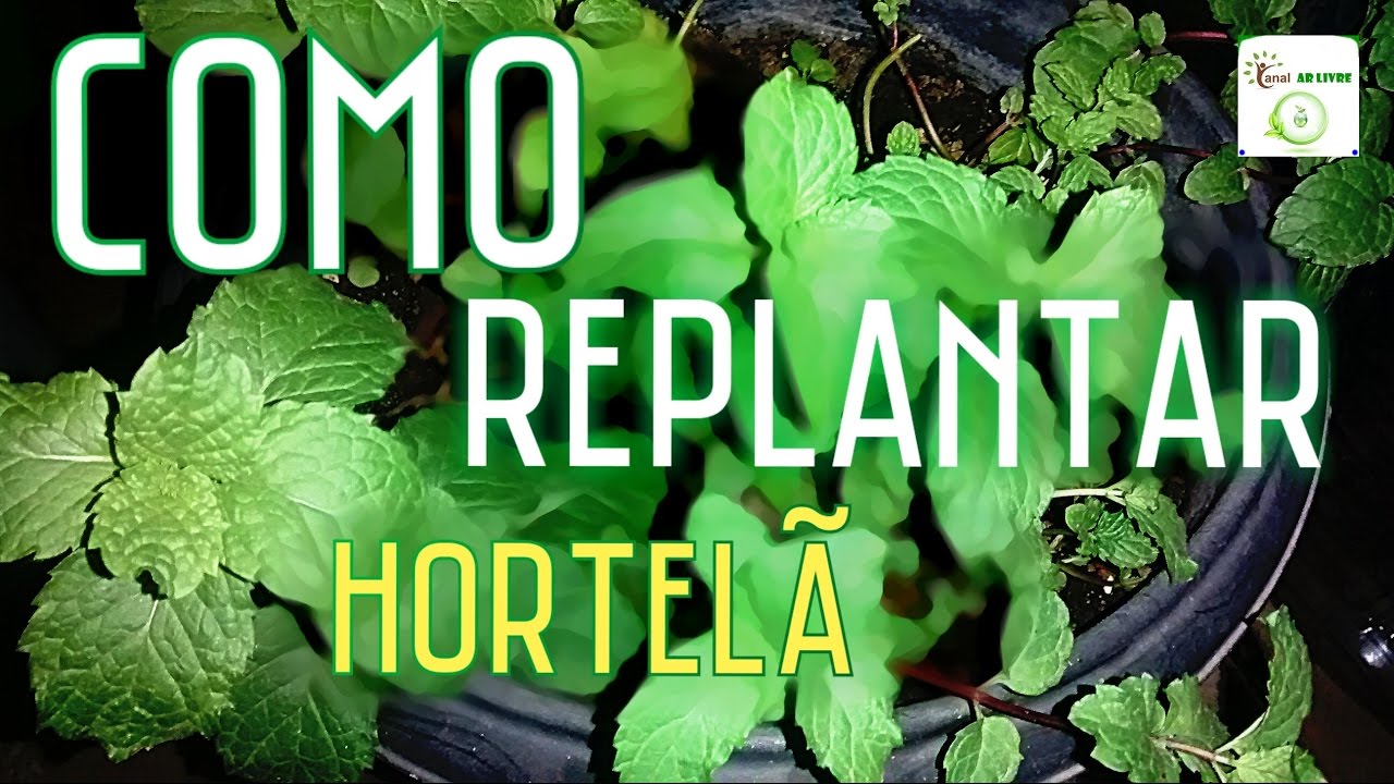 Como replantar hortelã (passo a passo)