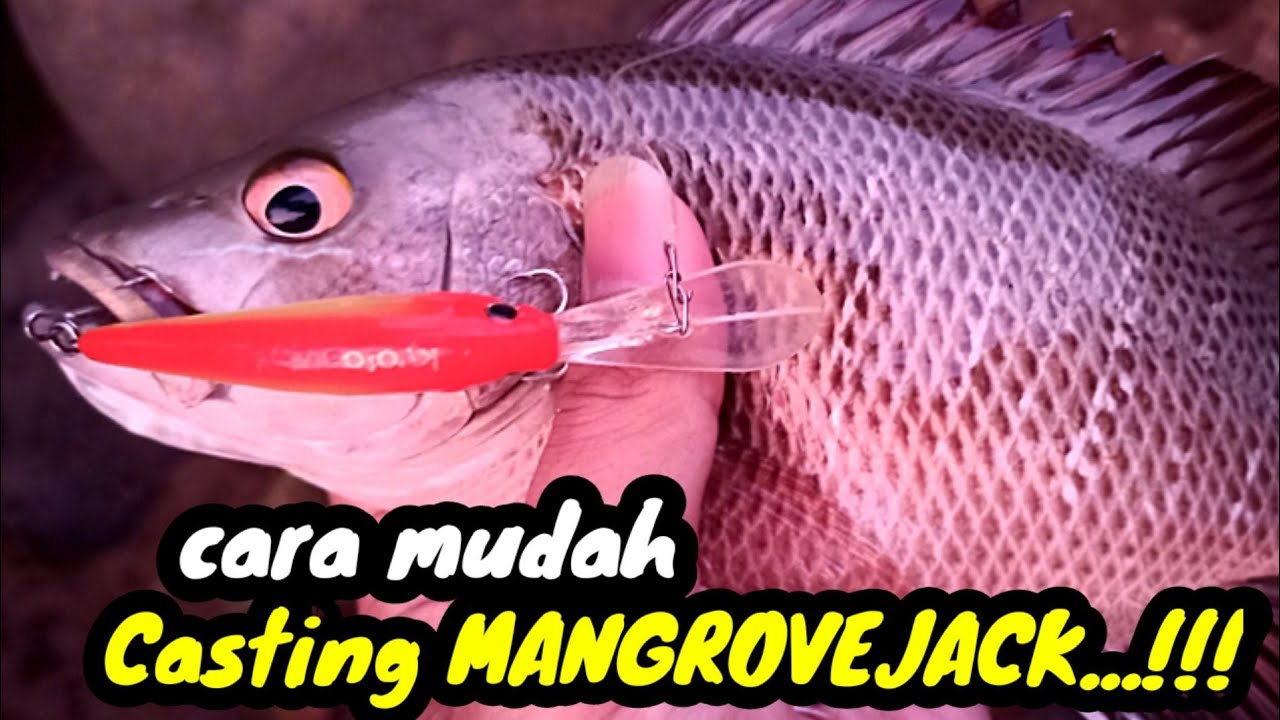 🔴Begini lhoo, Cara Casting Mangrove Jack pakai Minnow, Dijamin, Pemula pun bisa langsung Strike..!!!