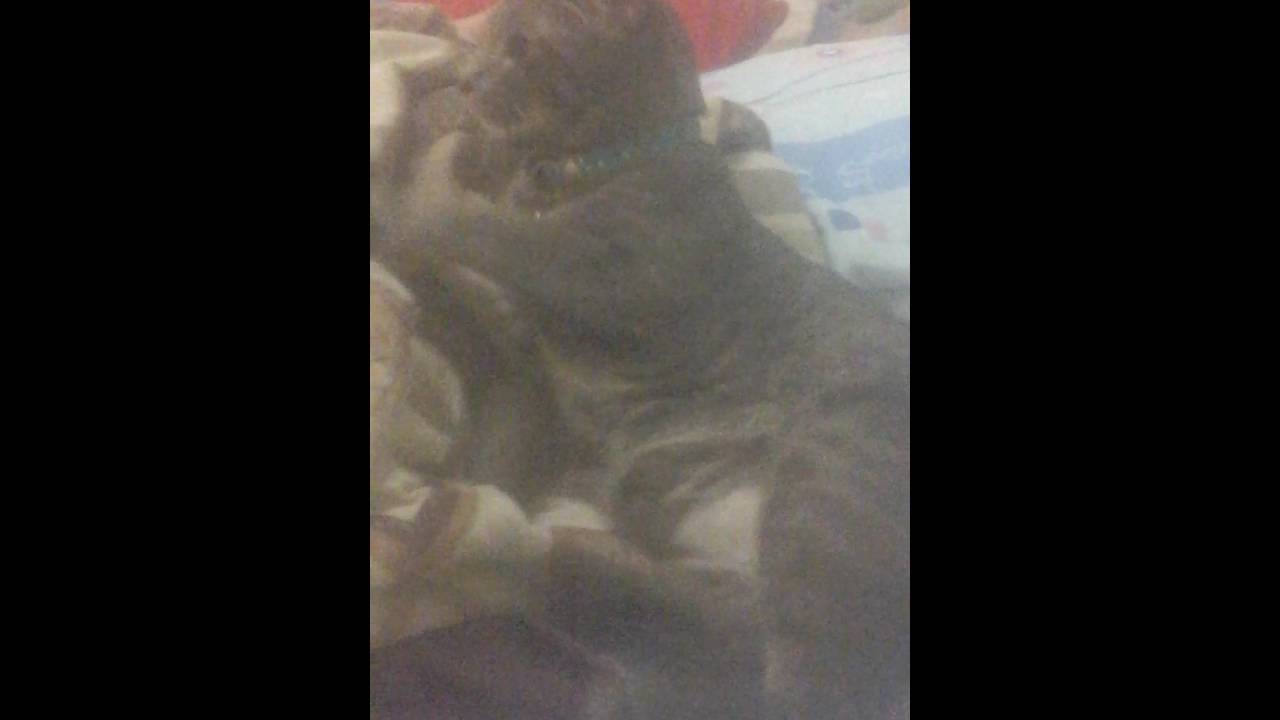 my lovely grey cat. .Tom Cat.