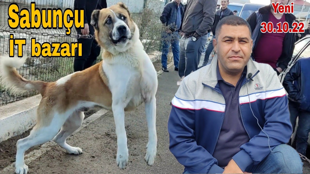 Sabunçu İT bazarı 30.10.22 #mubarizemintv #sabuncuitbazari #sabuncutoyuqbazari #sabuncuqusbazari