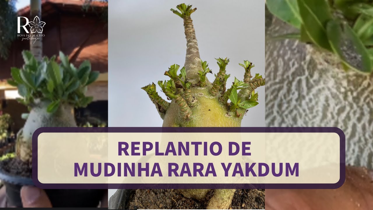 Rosa do Deserto *ARABICUM YAKDUM* replantio