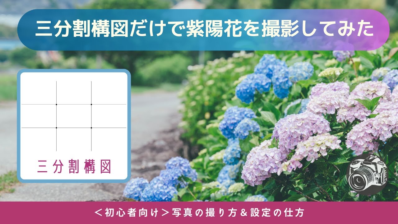 #58  【写真が変わる構図テク】紫陽花を綺麗に撮る三分割構図の使い方｜初心者向け解説！