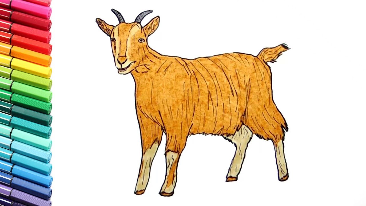 Drawing and Coloring a Goat - Learning Farm Animals Color Pages for Children