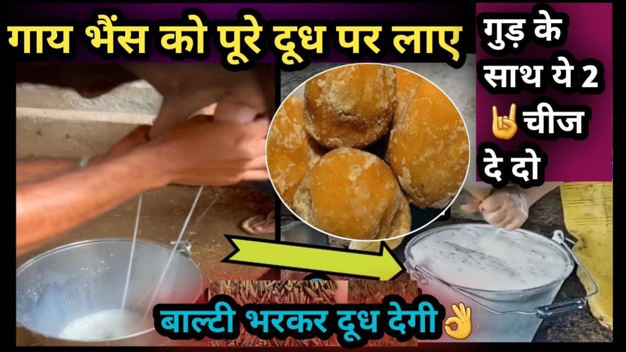गाय भैंस को पूरे दूध पर लाए👌गुड़ के साथ यह 2✌️चीज दे दो 👉बाल्टी भरकर दूध ले लो Bhains ka Dudh Badaye