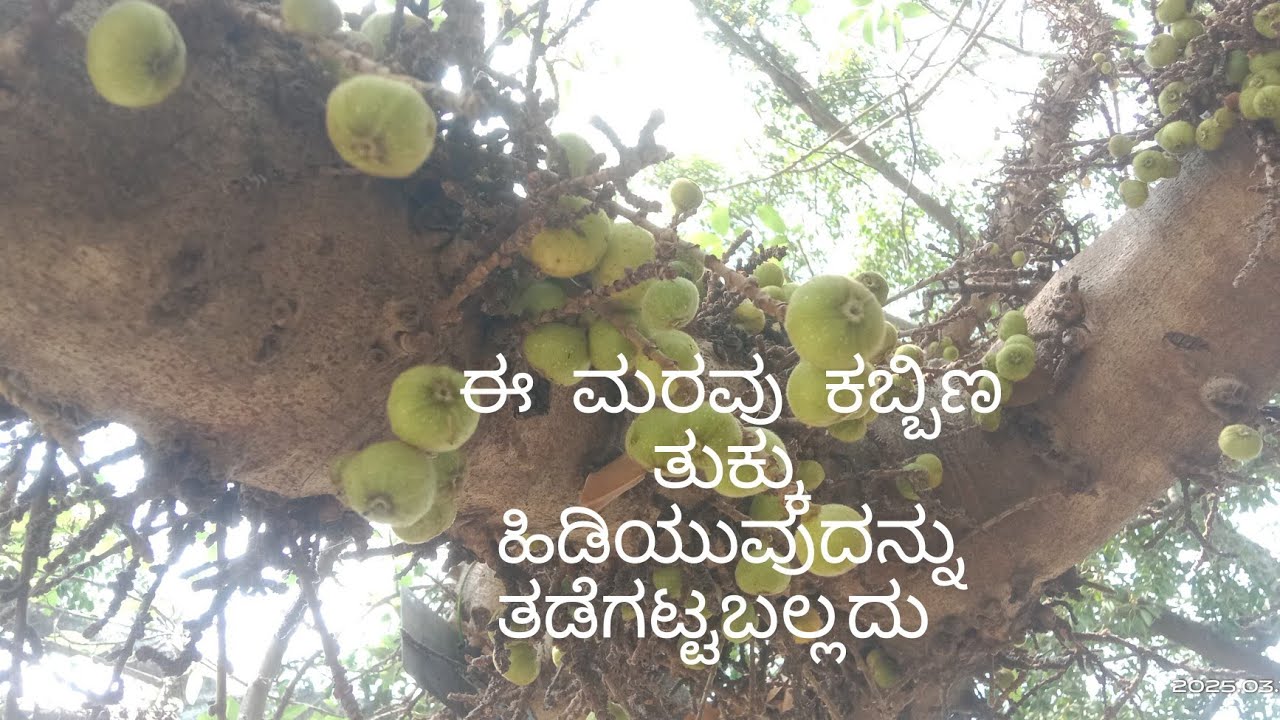 ವೃಕ್ಷ ಪರಿಚಯ-ಭಾಗ ೪ ಕಾಡು ಅತ್ತಿ (Rough leaf fig)