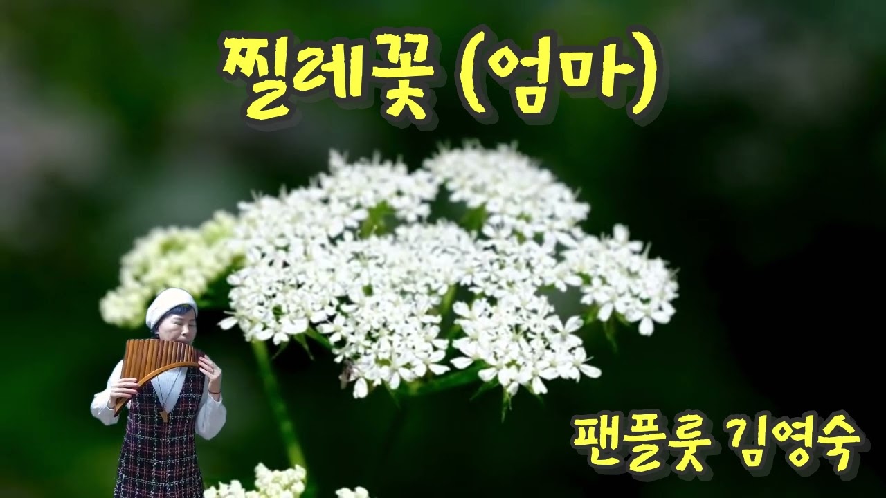 찔레꽃(엄마) #이연실노래 #//팬플룻김영숙#