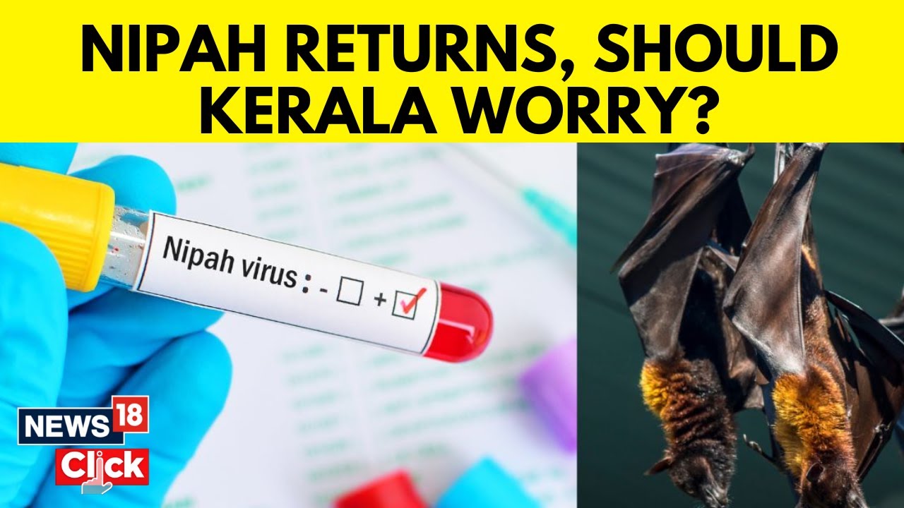 Explained: What Is Nipah Virus, Symptoms, And Measures | Kerala news | English News | News18 | N18V