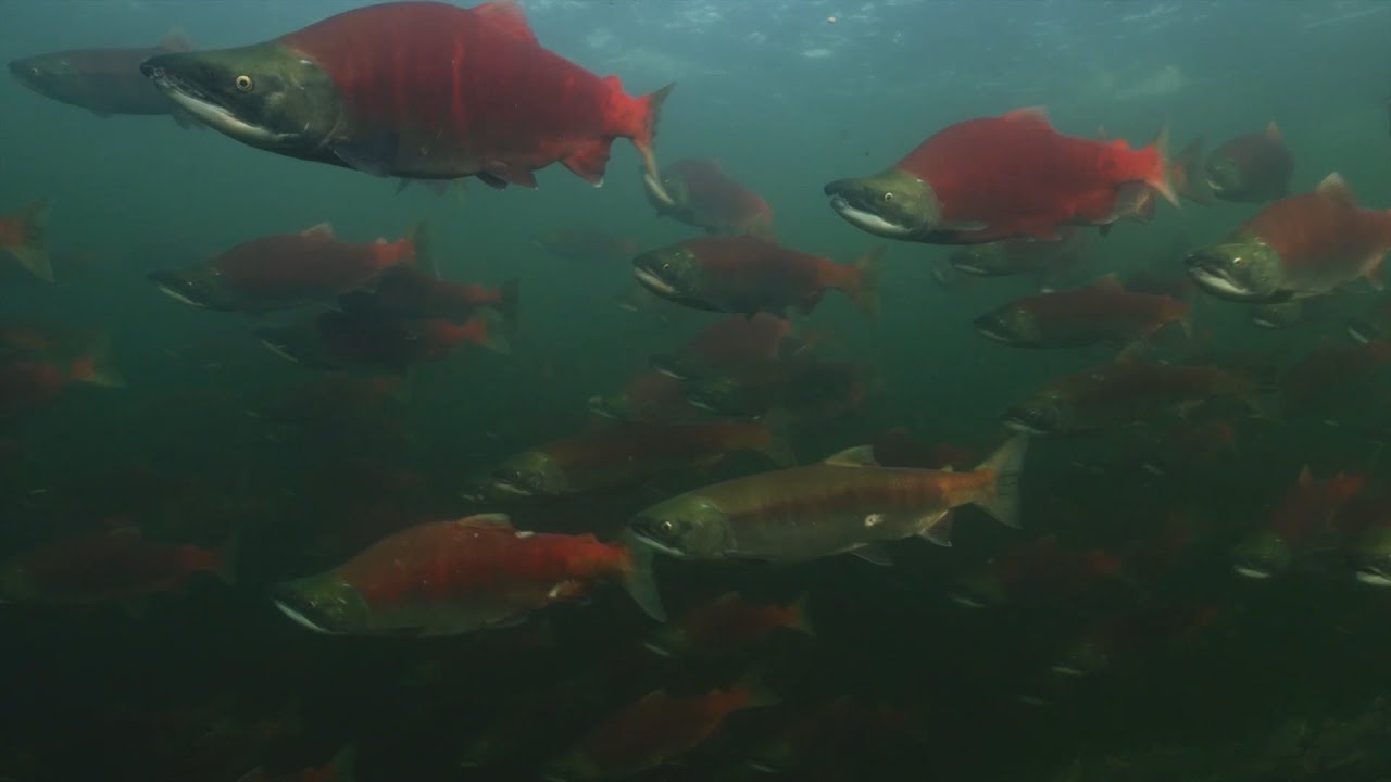 Wild Works Best: A Conversation About Salmon Hatcheries
