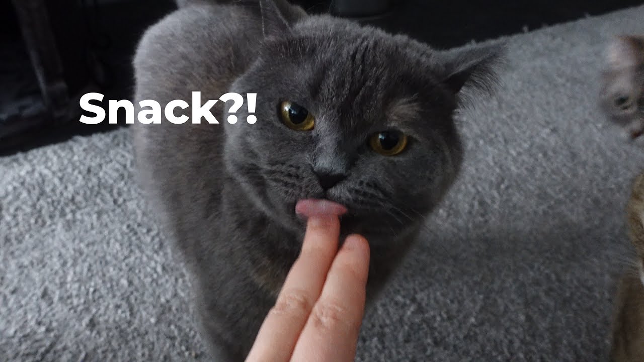 Katzenkuscheln & Snacks - ein Katzen-Alltag - Creamihouse